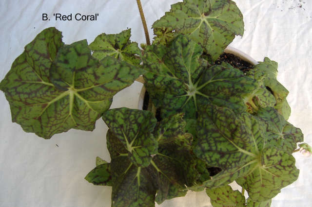 B. ‘Red Coral’